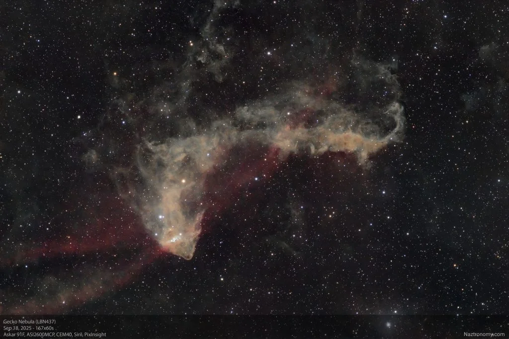 Gecko Nebula (LBN437)